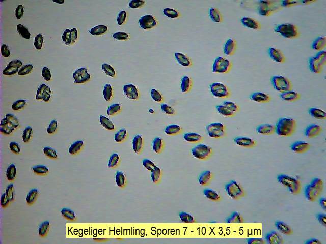 Sporen Kegeliger Helmling